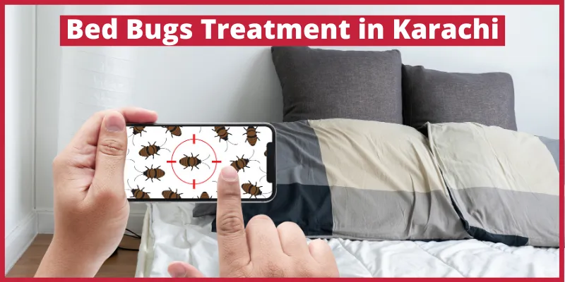 Bed Bugs Treatment in Karachi