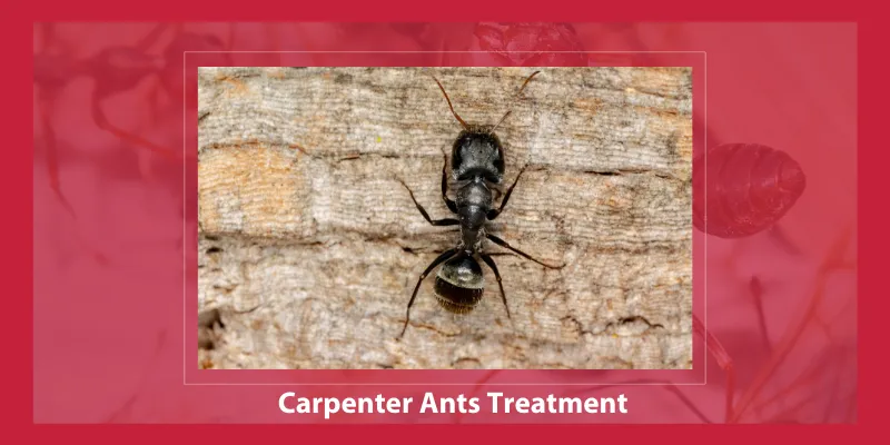 Carpenter Ants Treatment