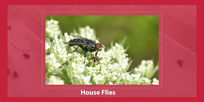 House Flies